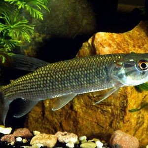 火箭魚是什么品種：各類火箭魚的生物學特征