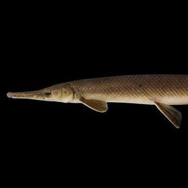 火箭魚是什么品種：各類火箭魚的生物學特征