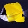 火箭魚是什么品種：各類火箭魚的生物學特征