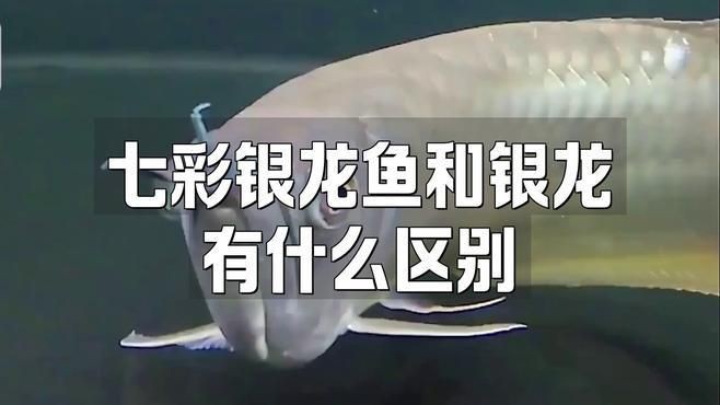 七彩龍魚和銀龍的區別：七彩銀龍魚和銀龍有什么區別