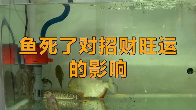 家養龍魚死了是兇是吉：《家養龍魚死了是兇是吉》家養龍魚死了是兇是吉