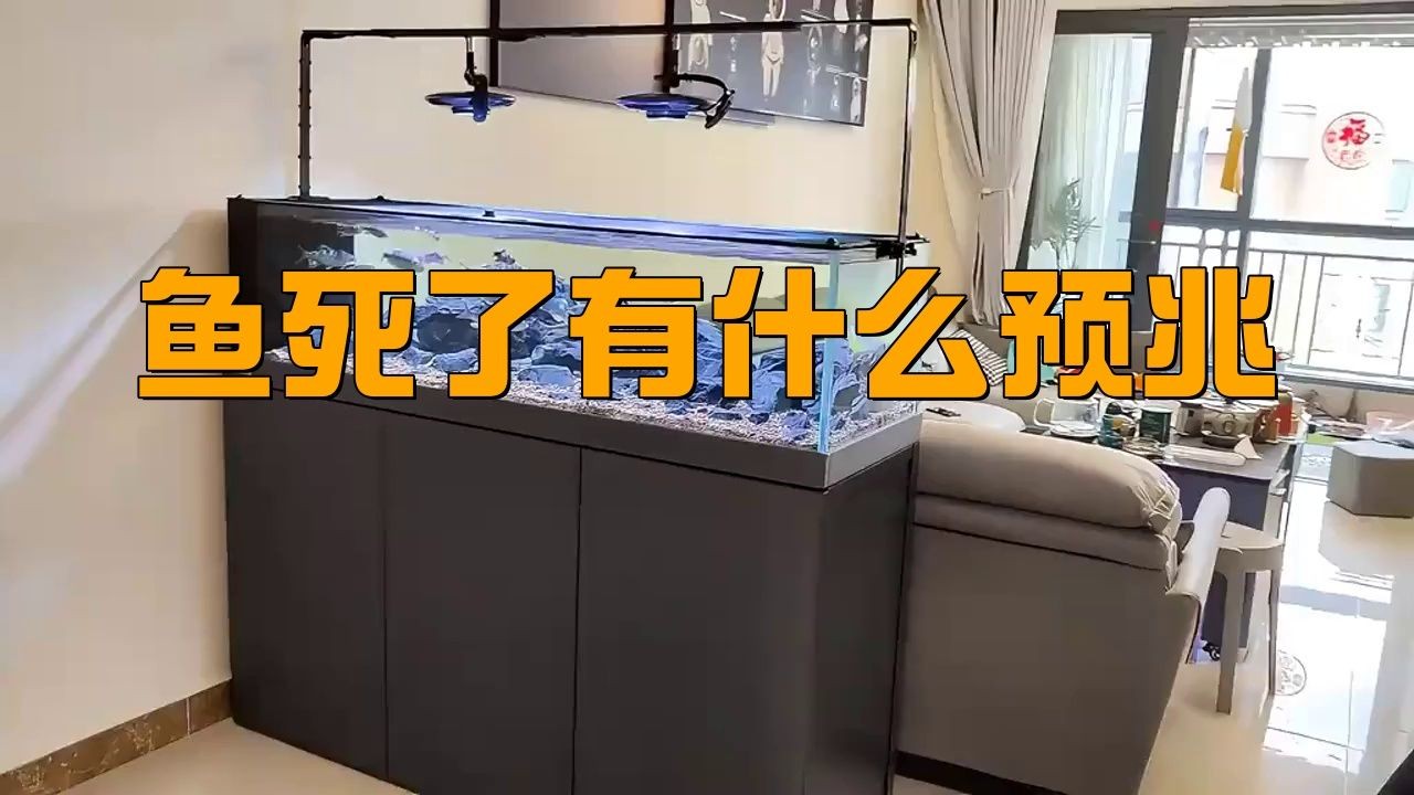 家養龍魚死了是兇是吉：《家養龍魚死了是兇是吉》家養龍魚死了是兇是吉