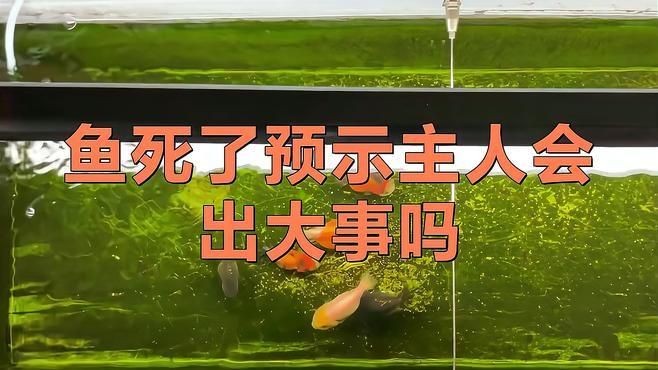家養龍魚死了是兇是吉：《家養龍魚死了是兇是吉》家養龍魚死了是兇是吉