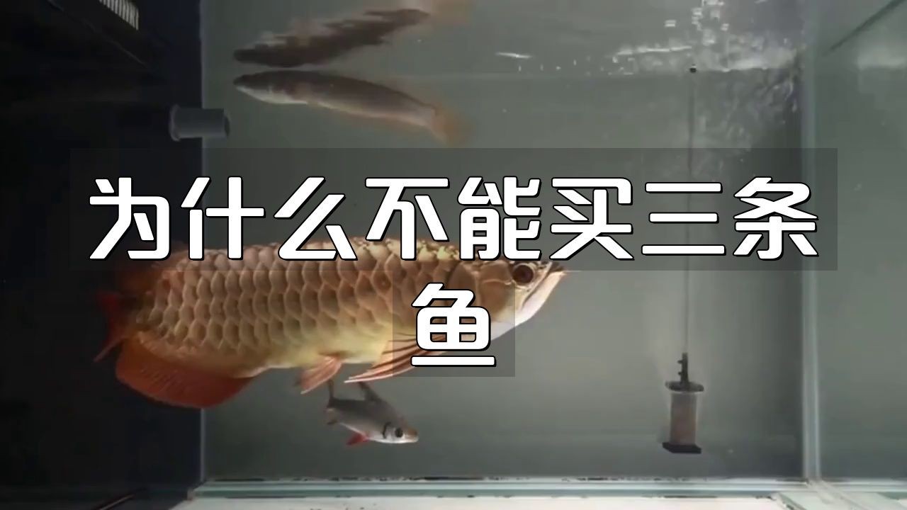 買魚買三條忌諱：“買魚買三條”被視為一種忌諱