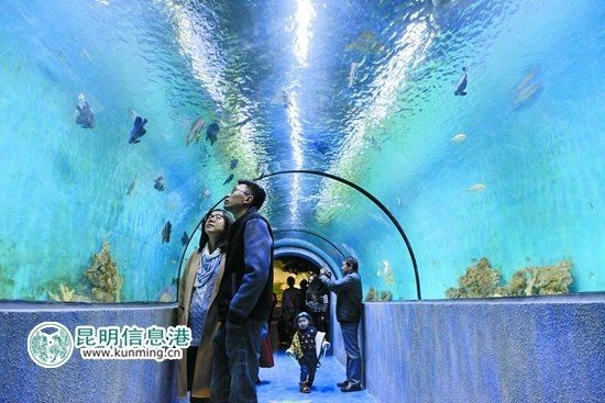 昆明水族館:昆明旅游攻略之昆明水族館 全國水族館企業名錄 第7張 昆明水族館:昆明旅游攻略之昆明水族館 昆明水族館:昆明旅游攻略之昆明水族館 全國水族館企業名錄 第7張