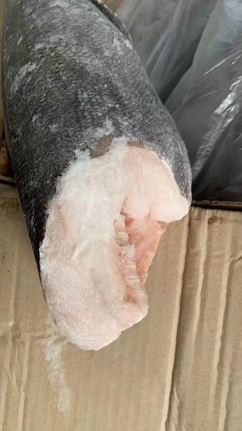 各種血魚(yú)圖片：大西洋鱈魚(yú)如何分辨鱈魚(yú)的真假,別再被名字忽悠了