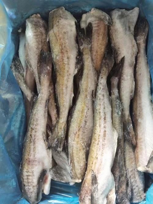 各種血魚(yú)圖片：大西洋鱈魚(yú)如何分辨鱈魚(yú)的真假,別再被名字忽悠了