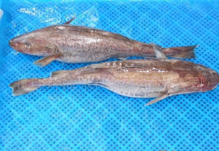 各種血魚(yú)圖片：大西洋鱈魚(yú)如何分辨鱈魚(yú)的真假,別再被名字忽悠了