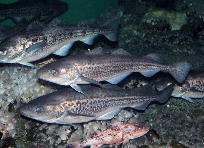 各種血魚(yú)圖片：大西洋鱈魚(yú)如何分辨鱈魚(yú)的真假,別再被名字忽悠了