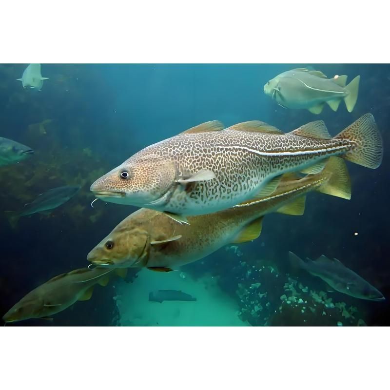 各種血魚(yú)圖片：大西洋鱈魚(yú)如何分辨鱈魚(yú)的真假,別再被名字忽悠了