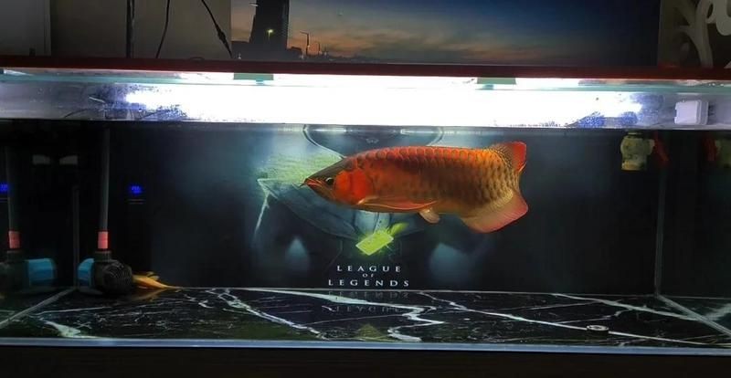 各種魚缸大全：新手入門魚缸大全，適合養(yǎng)魚者的魚缸類型及選購建議