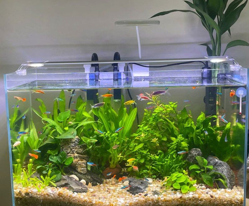各種魚缸大全：新手入門魚缸大全，適合養(yǎng)魚者的魚缸類型及選購建議