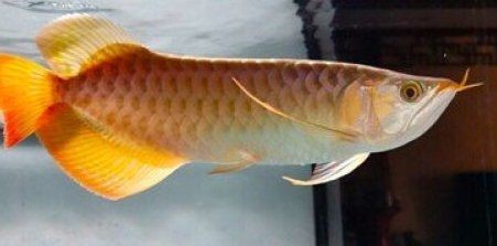 和興龍魚一斤大概多少錢：和興龍魚價(jià)格究竟多親民和興龍魚有哪些品種