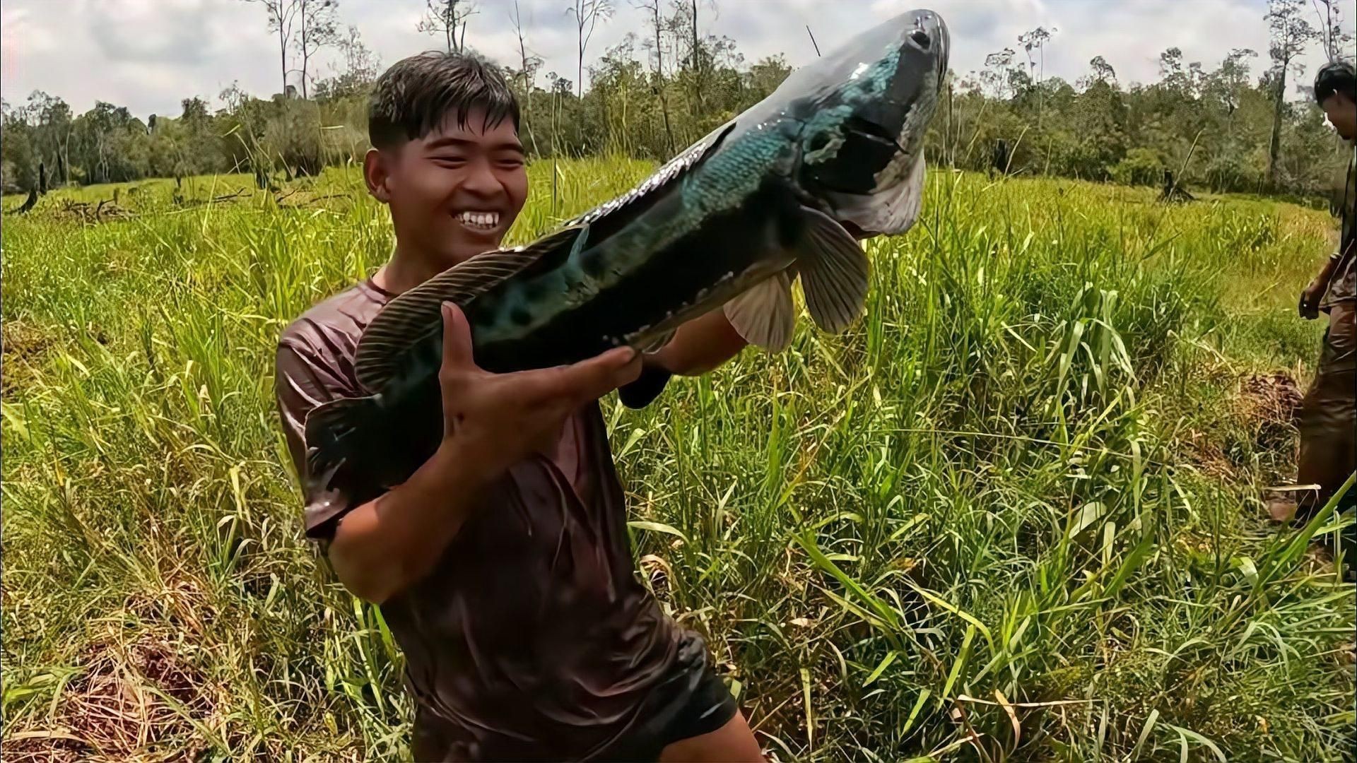 抓雷龍魚視頻:《抓雷龍魚視頻》捕撈實錄與分析 龍魚百科 第1張 抓雷龍魚視頻:《抓雷龍魚視頻》捕撈實錄與分析 抓雷龍魚視頻:《抓雷龍魚視頻》捕撈實錄與分析 龍魚百科 第1張