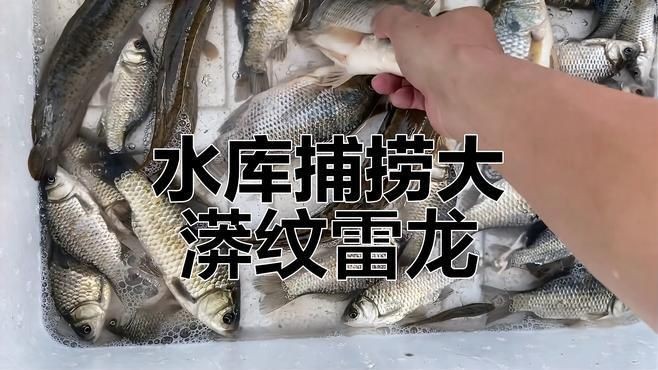 抓雷龍魚視頻:《抓雷龍魚視頻》捕撈實錄與分析 龍魚百科 第3張 抓雷龍魚視頻:《抓雷龍魚視頻》捕撈實錄與分析 抓雷龍魚視頻:《抓雷龍魚視頻》捕撈實錄與分析 龍魚百科 第3張