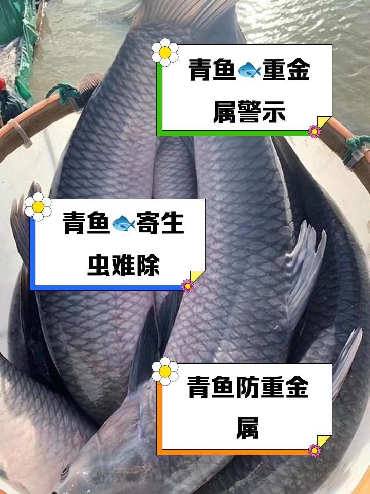 海青魚盡量少吃的原因：醫(yī)生:注意這幾點,保護身體健康,醫(yī)學科普匯
