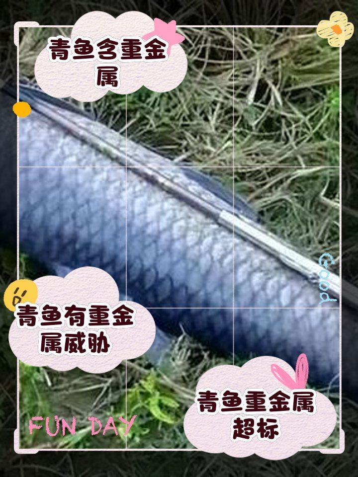 海青魚盡量少吃的原因：醫(yī)生:注意這幾點,保護身體健康,醫(yī)學科普匯