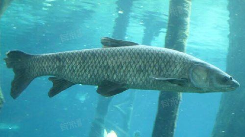 海青魚盡量少吃的原因：醫(yī)生:注意這幾點,保護身體健康,醫(yī)學科普匯