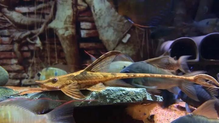 皇冠三間魚養(yǎng)幾條好：皇冠三間魚的最佳混養(yǎng)伙伴有哪些皇冠三間魚的最佳混養(yǎng)伙伴 皇冠三間魚養(yǎng)幾條好：皇冠三間魚的最佳混養(yǎng)伙伴有哪些皇冠三間魚的最佳混養(yǎng)伙伴 龍魚論壇 第7張