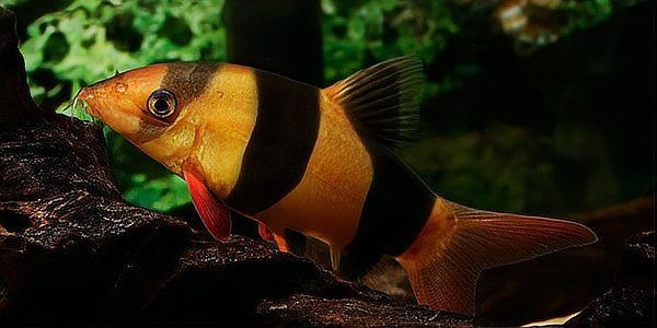 皇冠三間魚養(yǎng)幾條好：皇冠三間魚的最佳混養(yǎng)伙伴有哪些皇冠三間魚的最佳混養(yǎng)伙伴 皇冠三間魚養(yǎng)幾條好：皇冠三間魚的最佳混養(yǎng)伙伴有哪些皇冠三間魚的最佳混養(yǎng)伙伴 龍魚論壇 第6張