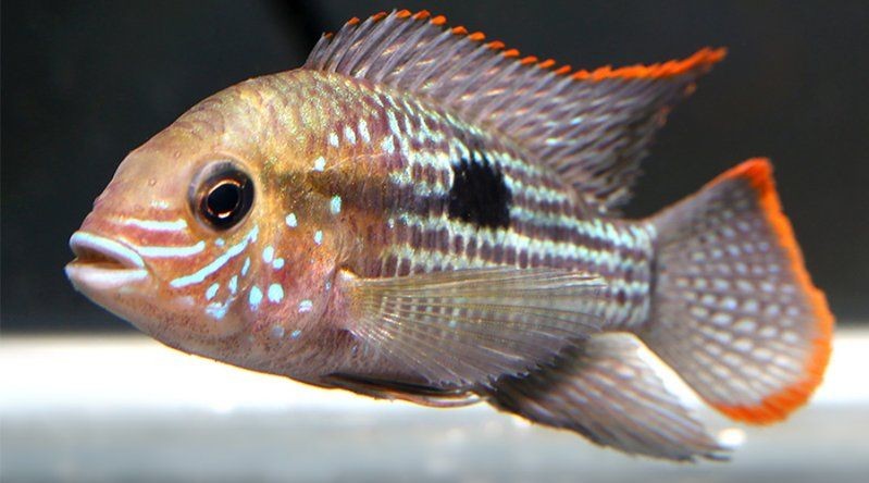 皇冠三間魚養(yǎng)幾條好：皇冠三間魚的最佳混養(yǎng)伙伴有哪些皇冠三間魚的最佳混養(yǎng)伙伴 皇冠三間魚養(yǎng)幾條好：皇冠三間魚的最佳混養(yǎng)伙伴有哪些皇冠三間魚的最佳混養(yǎng)伙伴 龍魚論壇 第5張