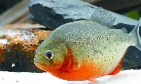 狗頭魚多少錢一條最最便宜：大塘養殖狗頭魚純利潤8萬元/畝以上狗頭魚我也買得起了