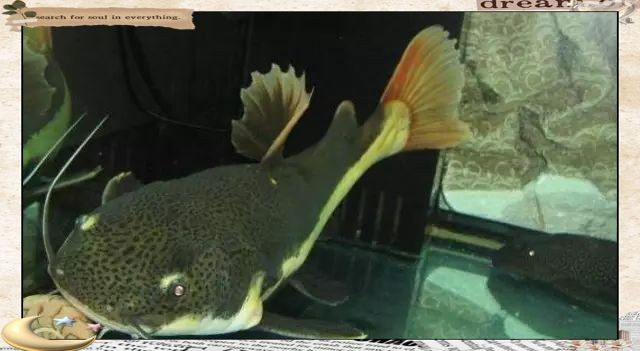 巨型招財貓魚：巨型招財貓魚招財貓魚的飼養始終伴隨著生態責任的思考
