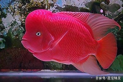 紅臨天下觀賞魚：“紅臨天下觀賞魚”觀賞魚的焦點與靈動優雅的一面