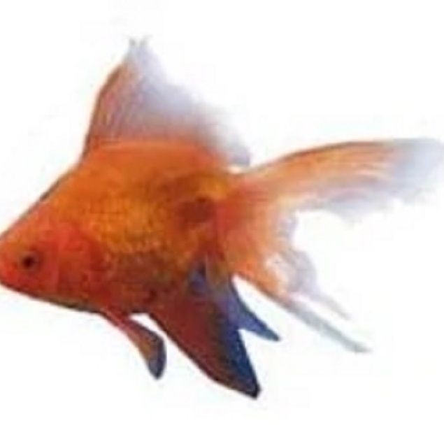 紅臨天下觀賞魚：“紅臨天下觀賞魚”觀賞魚的焦點與靈動優雅的一面