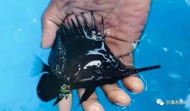 皇家火箭魚為何是雜魚：盤點15種兇悍的火箭魚,不是每種寵物魚都能與龍魚混養