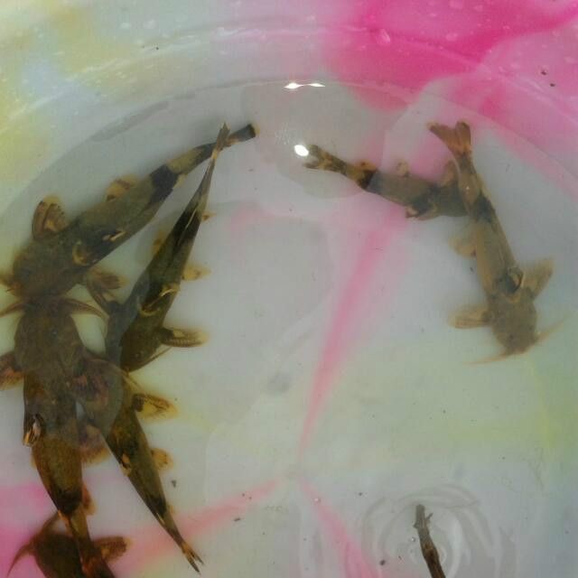皇家火箭魚為何是雜魚：盤點15種兇悍的火箭魚,不是每種寵物魚都能與龍魚混養