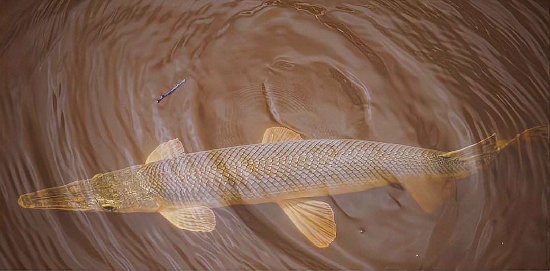 皇家火箭魚為何是雜魚：盤點15種兇悍的火箭魚,不是每種寵物魚都能與龍魚混養