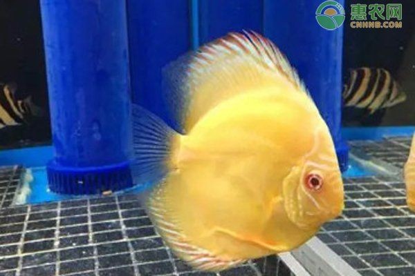 七彩魚最愛吃的三種食物：七彩神仙魚吃什么