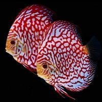 七彩魚最愛吃的三種食物：七彩神仙魚吃什么