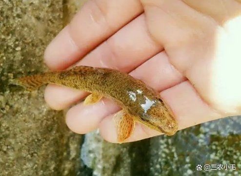 海里像趴地虎一樣的是什么魚：如何區分海洋中的“趴地虎”？