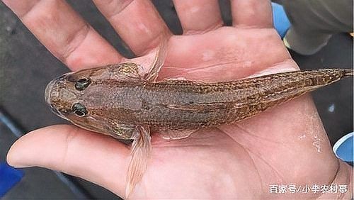 海里像趴地虎一樣的是什么魚：如何區分海洋中的“趴地虎”？