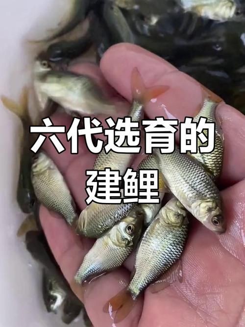 建鯉圖片：“建鯉圖片”聚焦于展示建鯉