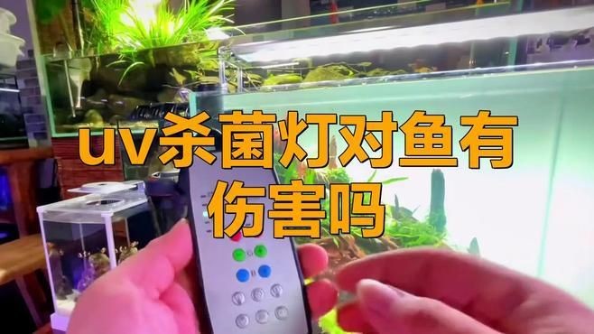 UV殺菌燈對龍魚有影響嗎？：uv殺菌燈對龍魚的影響