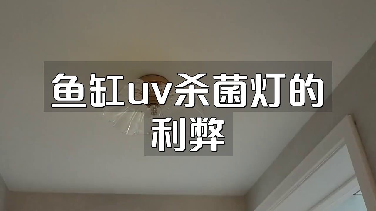 UV殺菌燈對龍魚有影響嗎？：uv殺菌燈對龍魚的影響