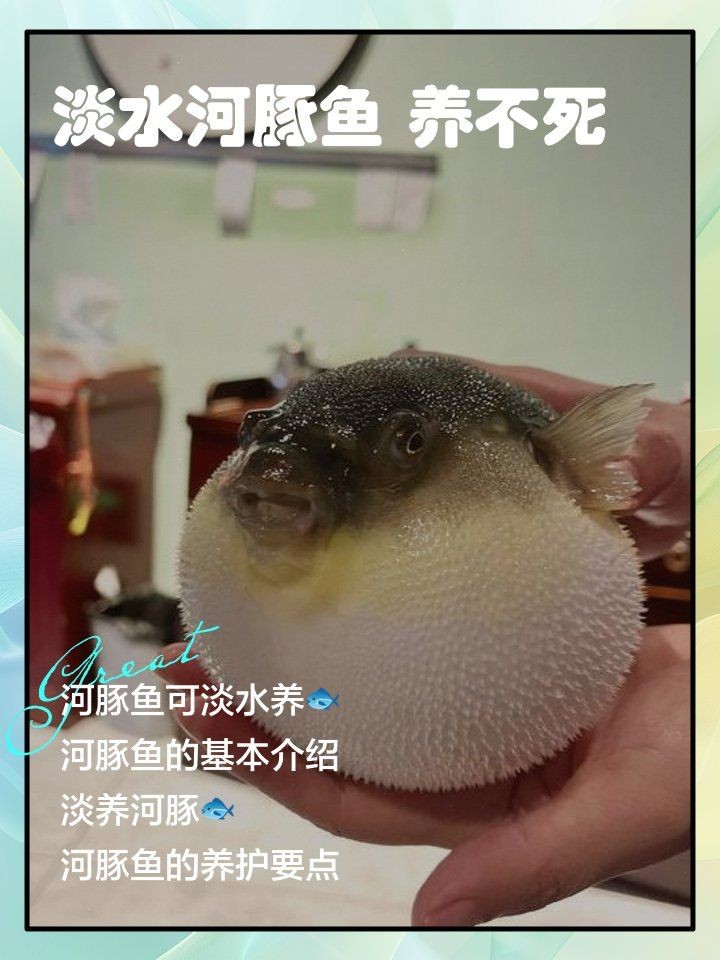 河豚可以用淡水養(yǎng)嗎:河豚能否用淡水養(yǎng)殖? 龍魚論壇 第6張 河豚可以用淡水養(yǎng)嗎:河豚能否用淡水養(yǎng)殖? 河豚可以用淡水養(yǎng)嗎:河豚能否用淡水養(yǎng)殖? 龍魚論壇 第6張