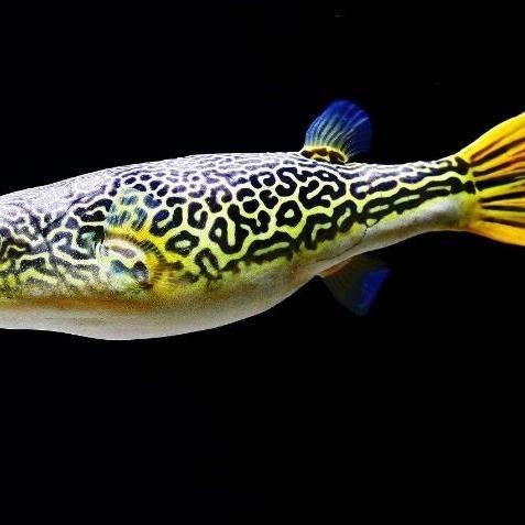 河豚可以用淡水養嗎：河豚能否用淡水養殖？