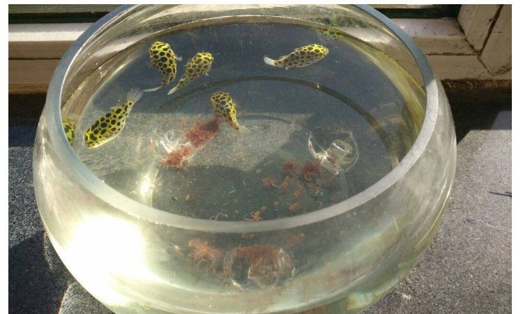 河豚可以用淡水養(yǎng)嗎:河豚能否用淡水養(yǎng)殖? 龍魚論壇 第17張 河豚可以用淡水養(yǎng)嗎:河豚能否用淡水養(yǎng)殖? 河豚可以用淡水養(yǎng)嗎:河豚能否用淡水養(yǎng)殖? 龍魚論壇 第17張