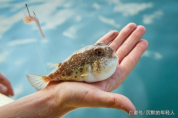 河豚可以用淡水養(yǎng)嗎:河豚能否用淡水養(yǎng)殖? 龍魚論壇 第8張 河豚可以用淡水養(yǎng)嗎:河豚能否用淡水養(yǎng)殖? 河豚可以用淡水養(yǎng)嗎:河豚能否用淡水養(yǎng)殖? 龍魚論壇 第8張