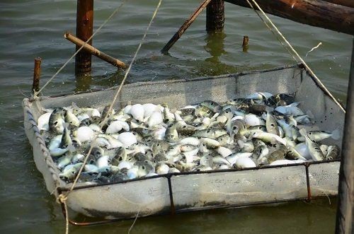 河豚可以用淡水養(yǎng)嗎:河豚能否用淡水養(yǎng)殖? 龍魚論壇 第10張 河豚可以用淡水養(yǎng)嗎:河豚能否用淡水養(yǎng)殖? 河豚可以用淡水養(yǎng)嗎:河豚能否用淡水養(yǎng)殖? 龍魚論壇 第10張