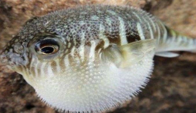 河豚可以用淡水養(yǎng)嗎:河豚能否用淡水養(yǎng)殖? 龍魚論壇 第15張 河豚可以用淡水養(yǎng)嗎:河豚能否用淡水養(yǎng)殖? 河豚可以用淡水養(yǎng)嗎:河豚能否用淡水養(yǎng)殖? 龍魚論壇 第15張