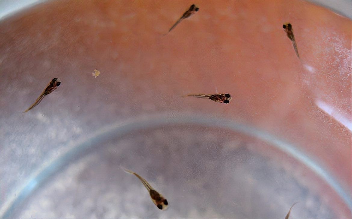 孔雀魚多久喂一次：孔雀魚喂養策略