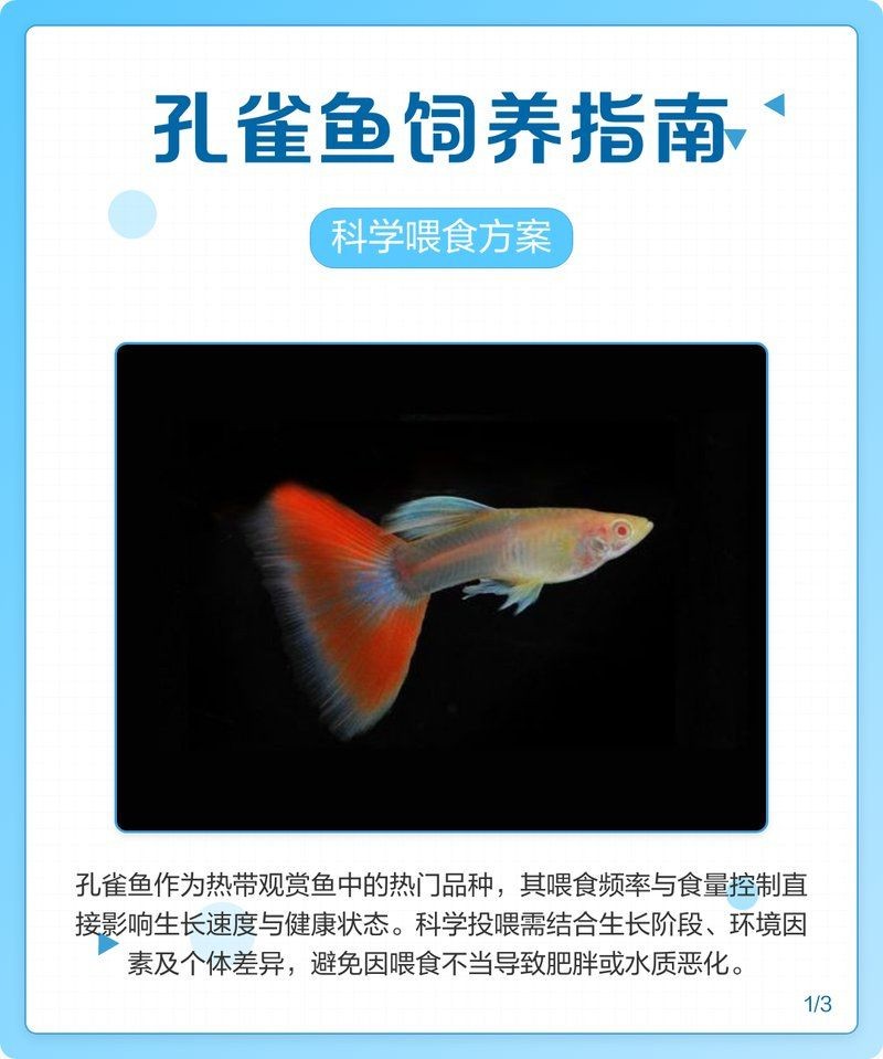 孔雀魚多久喂一次：孔雀魚喂養策略