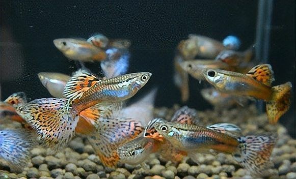 孔雀魚多久喂一次：孔雀魚喂養策略