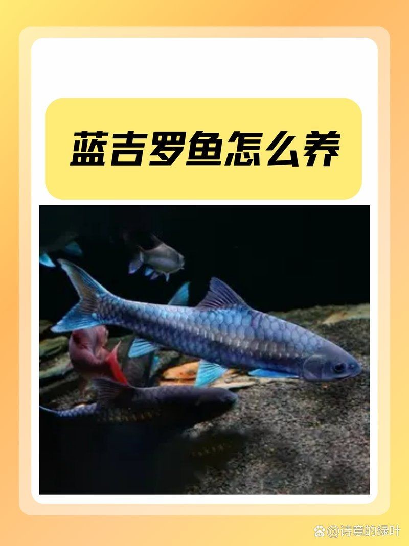 吉羅魚養(yǎng)幾條最好：關(guān)于吉羅魚養(yǎng)殖吉羅魚的最佳養(yǎng)殖數(shù)量及風(fēng)水講究等多重因素