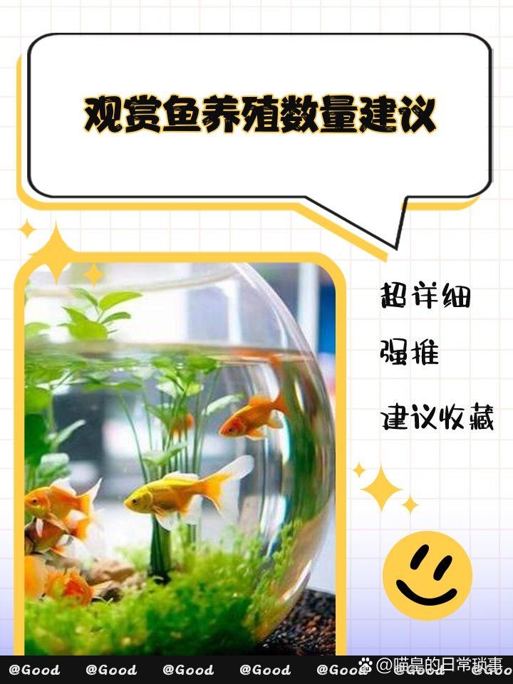 吉羅魚養(yǎng)幾條最好：關(guān)于吉羅魚養(yǎng)殖吉羅魚的最佳養(yǎng)殖數(shù)量及風(fēng)水講究等多重因素